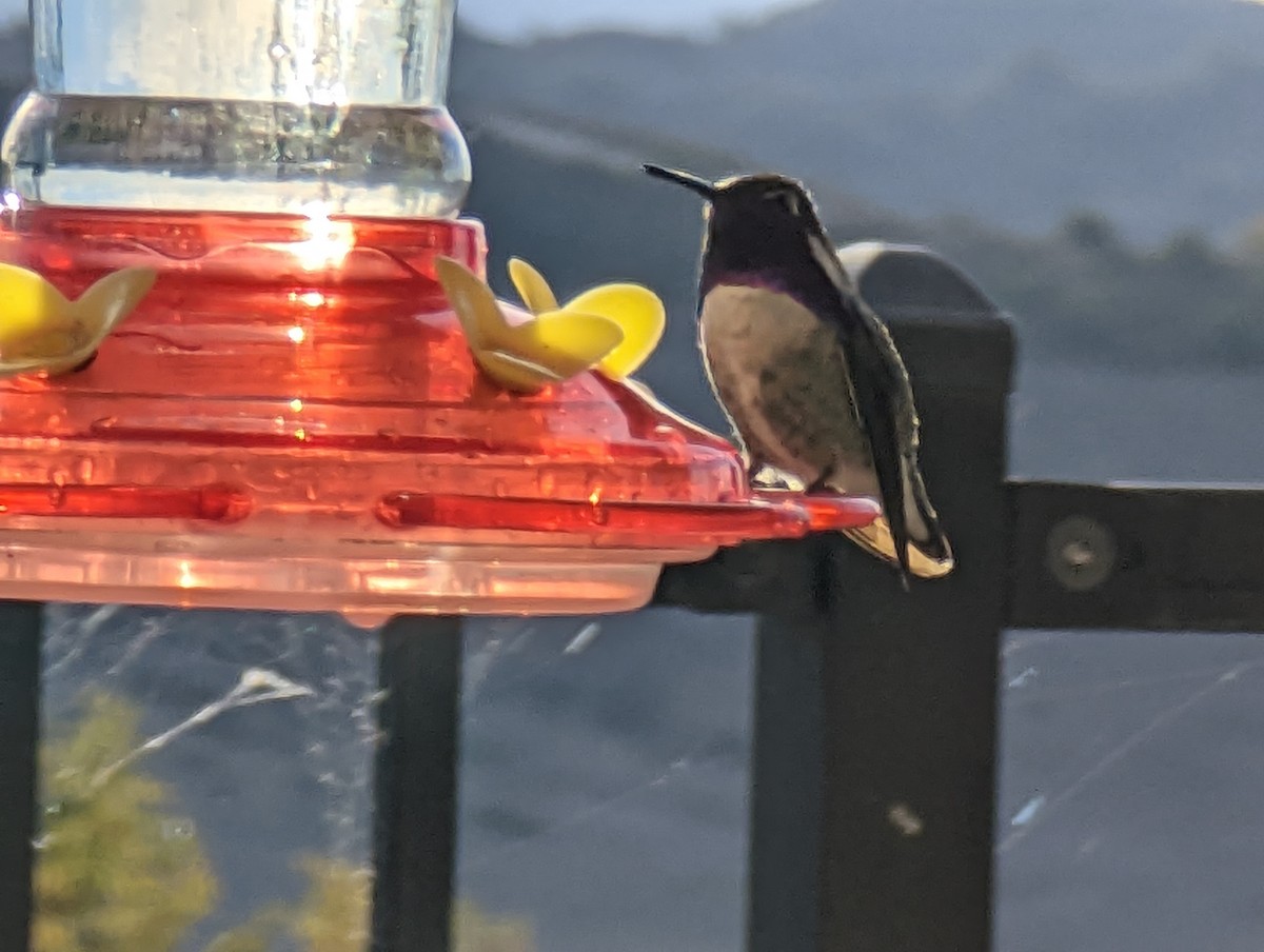 Costa's Hummingbird - ML506216791