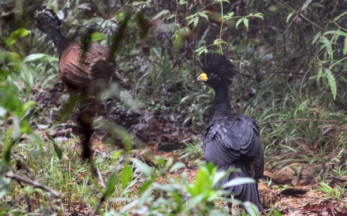 Great Curassow - Thad Roller