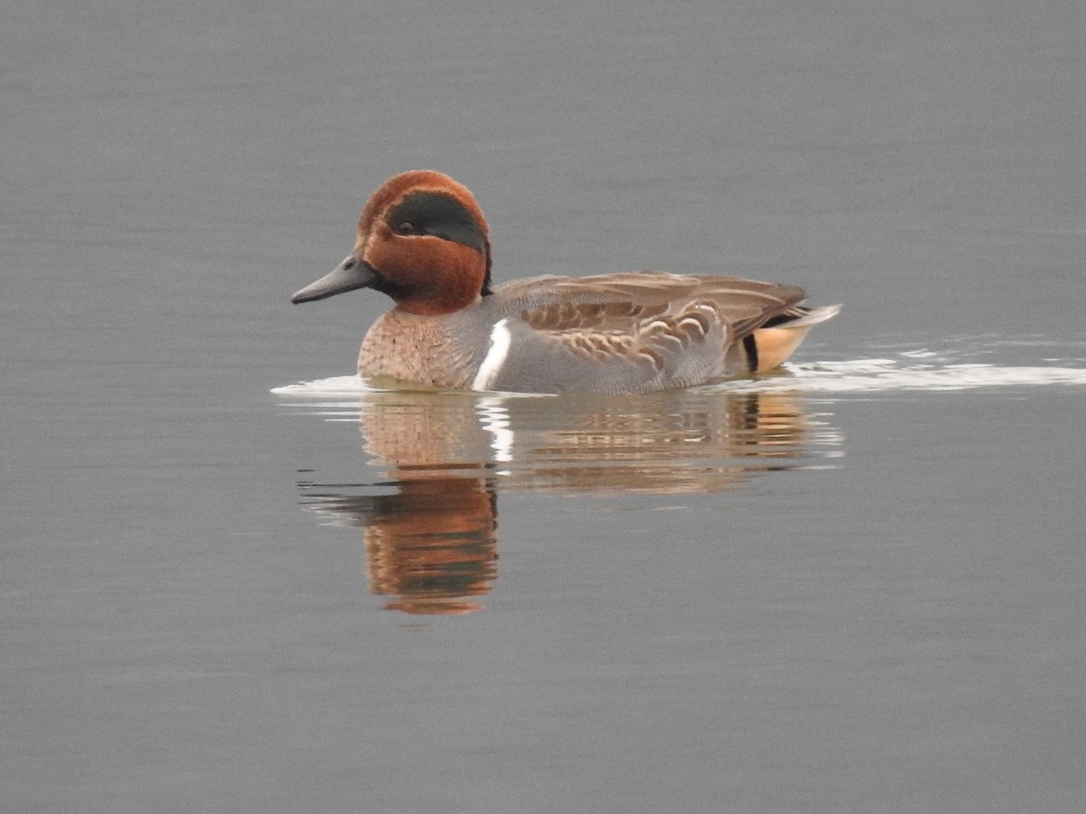 Green-winged Teal - ML506232201