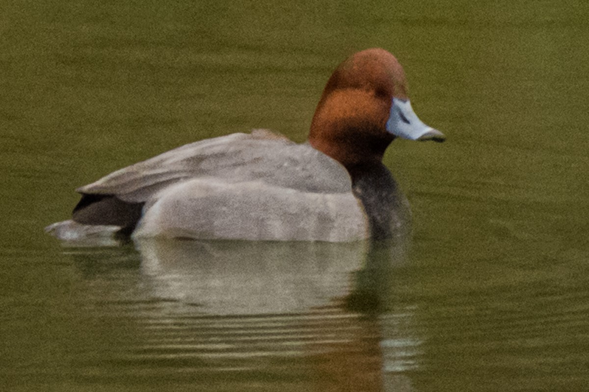 eBird Checklist 21 Nov 2022 Town Creek Rd, Kerrville USTX 9 species