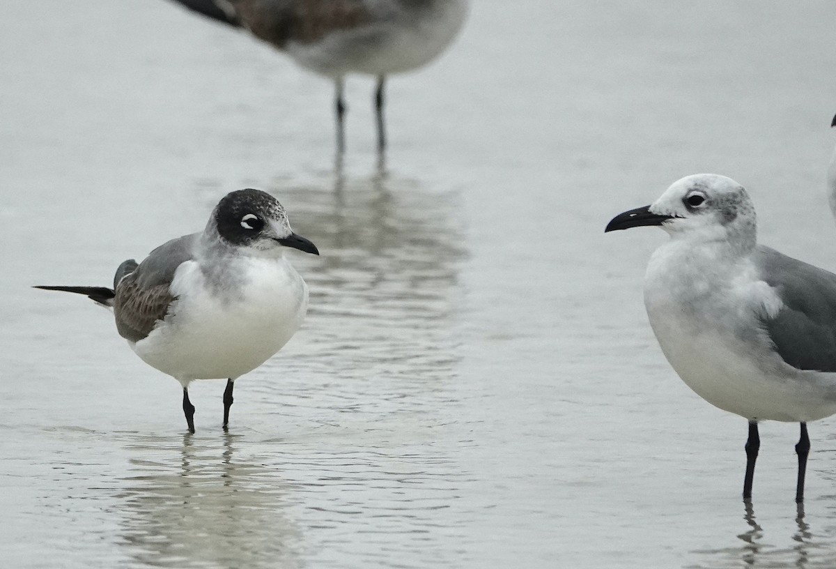 Franklin's Gull - Kathryn Young