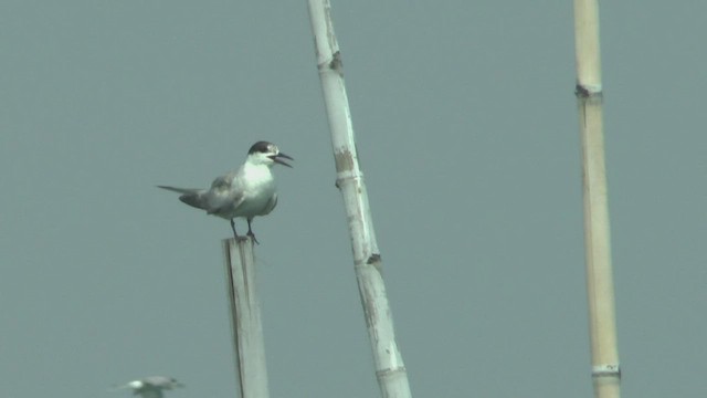 Common Tern (longipennis) - ML506238701