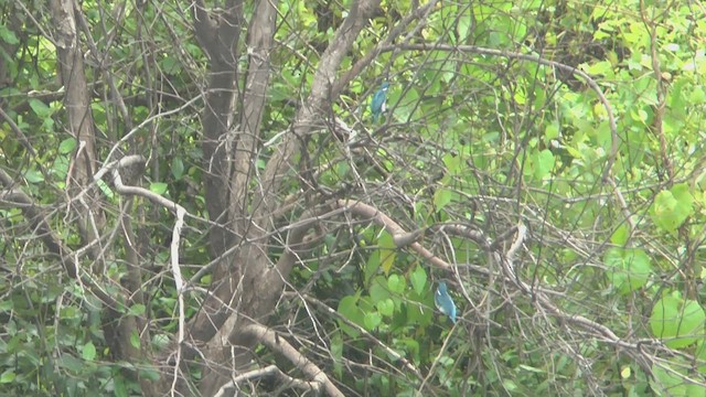 Small Blue Kingfisher - ML506239061
