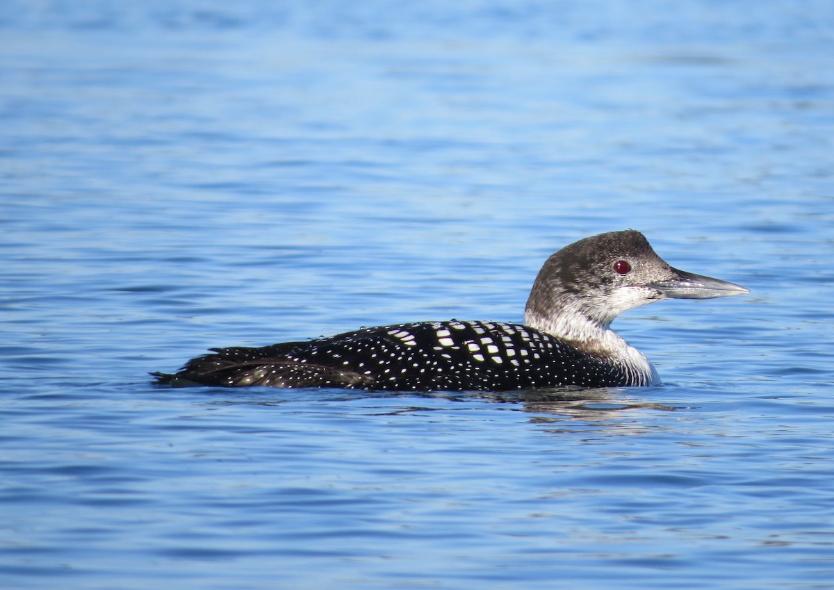 Common Loon - Tim Armstrong