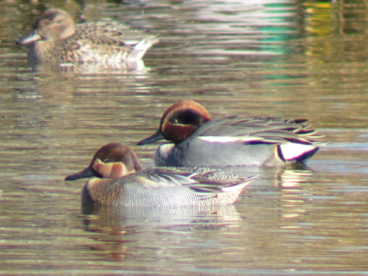 Чирок-трескунок x Чирок-свистунок (гибрид) - eBird