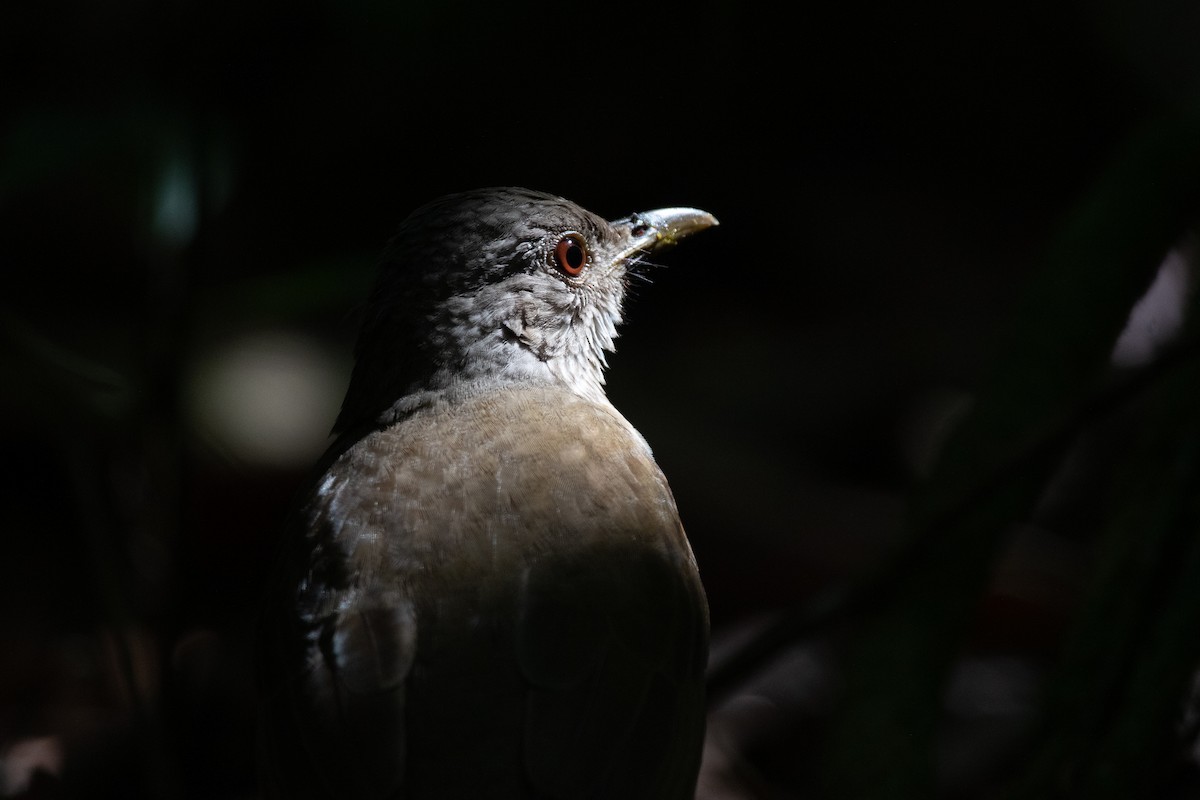 Pale-breasted Thrush - ML506252121