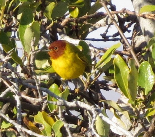 Yellow Warbler (Mangrove) - Millie and Peter Thomas