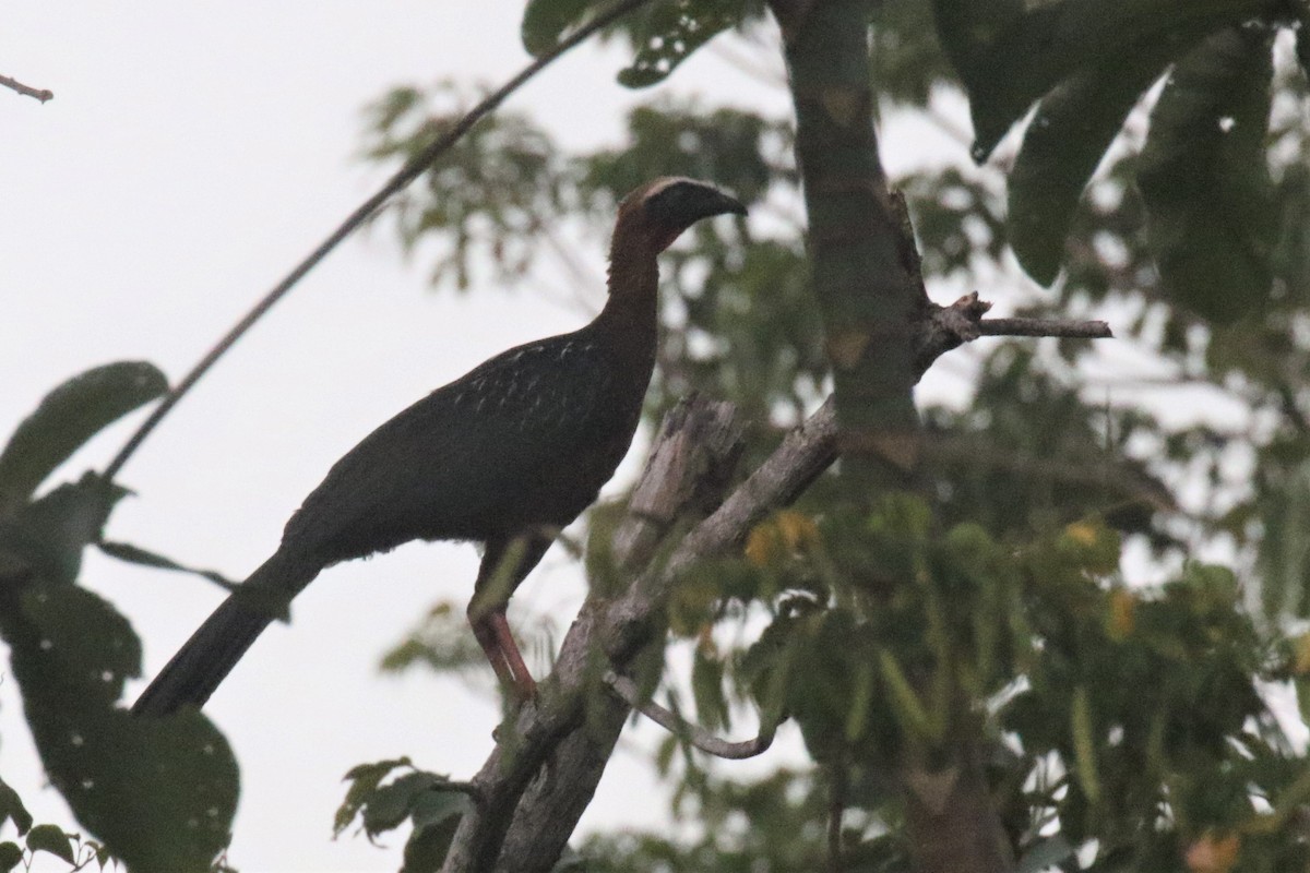 White-crested Guan - ML506263251
