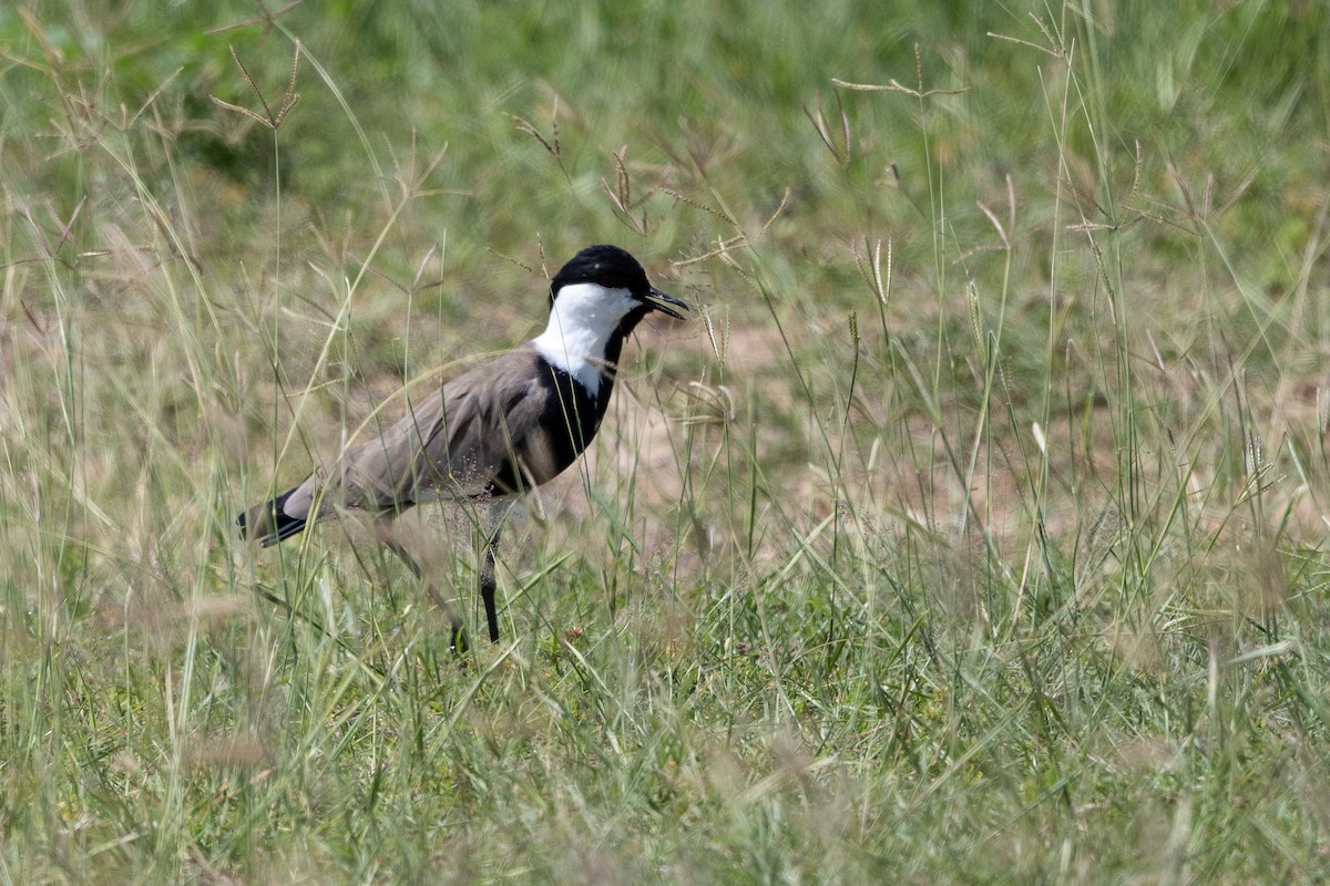 Spur-winged Lapwing - ML506268731