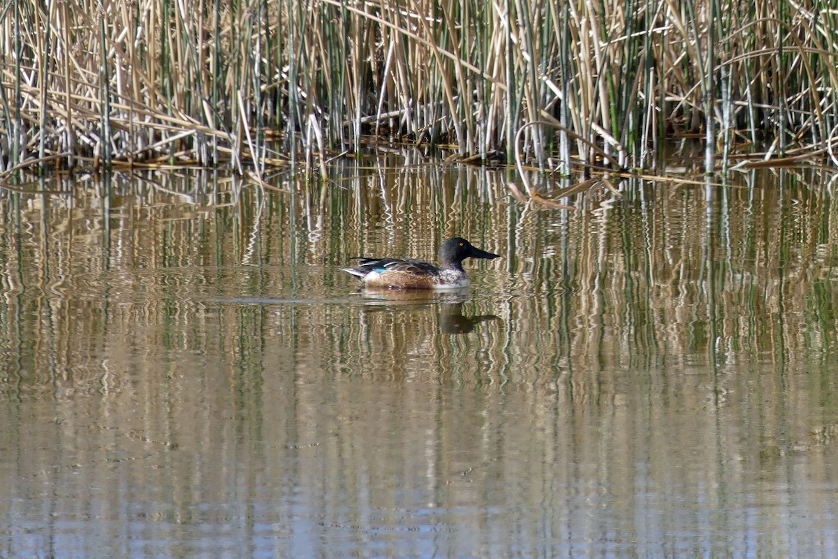 ebird-checklist-21-nov-2022-piute-ponds-permit-required-44-species