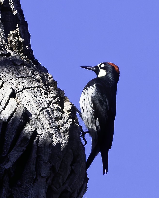 Acorn Woodpecker - ML506273171