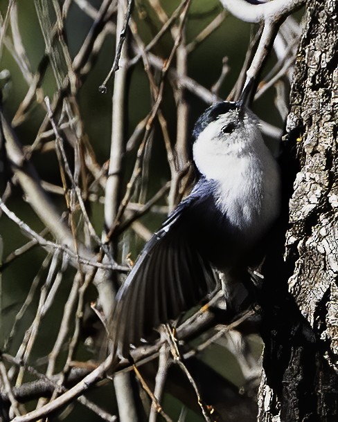 White-breasted Nuthatch - ML506273331