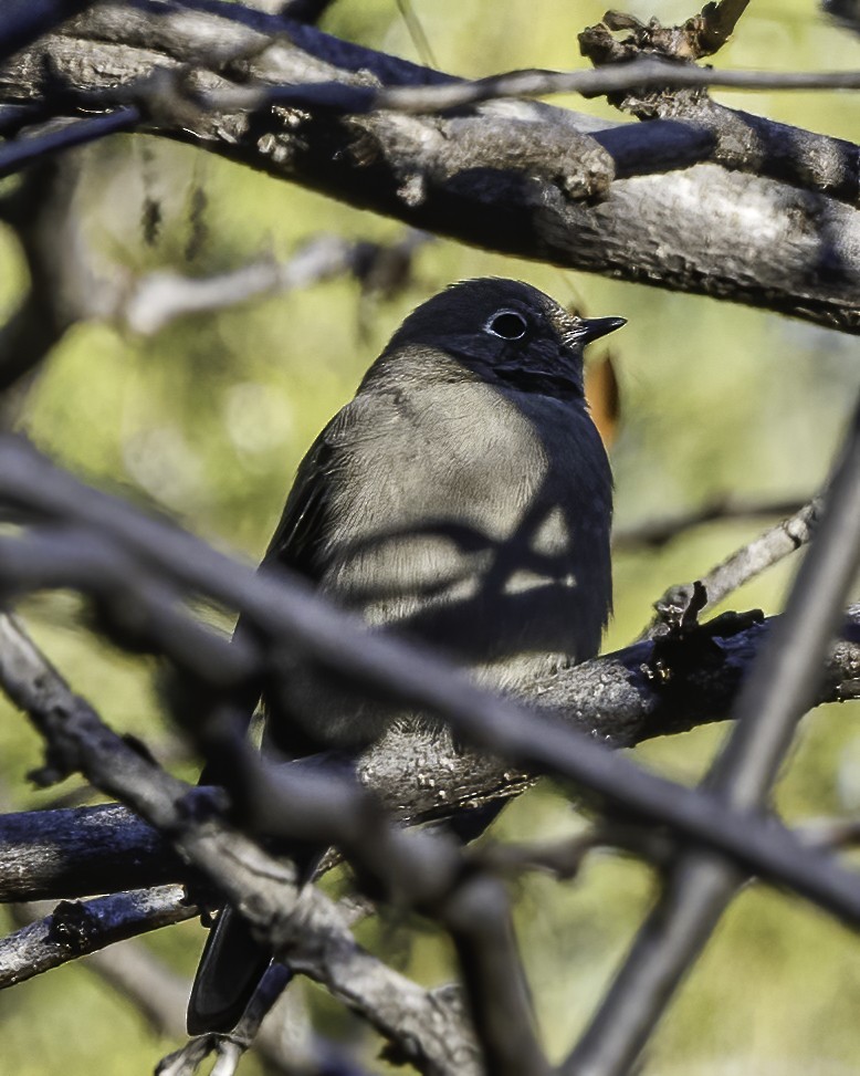 Townsend's Solitaire - ML506273361