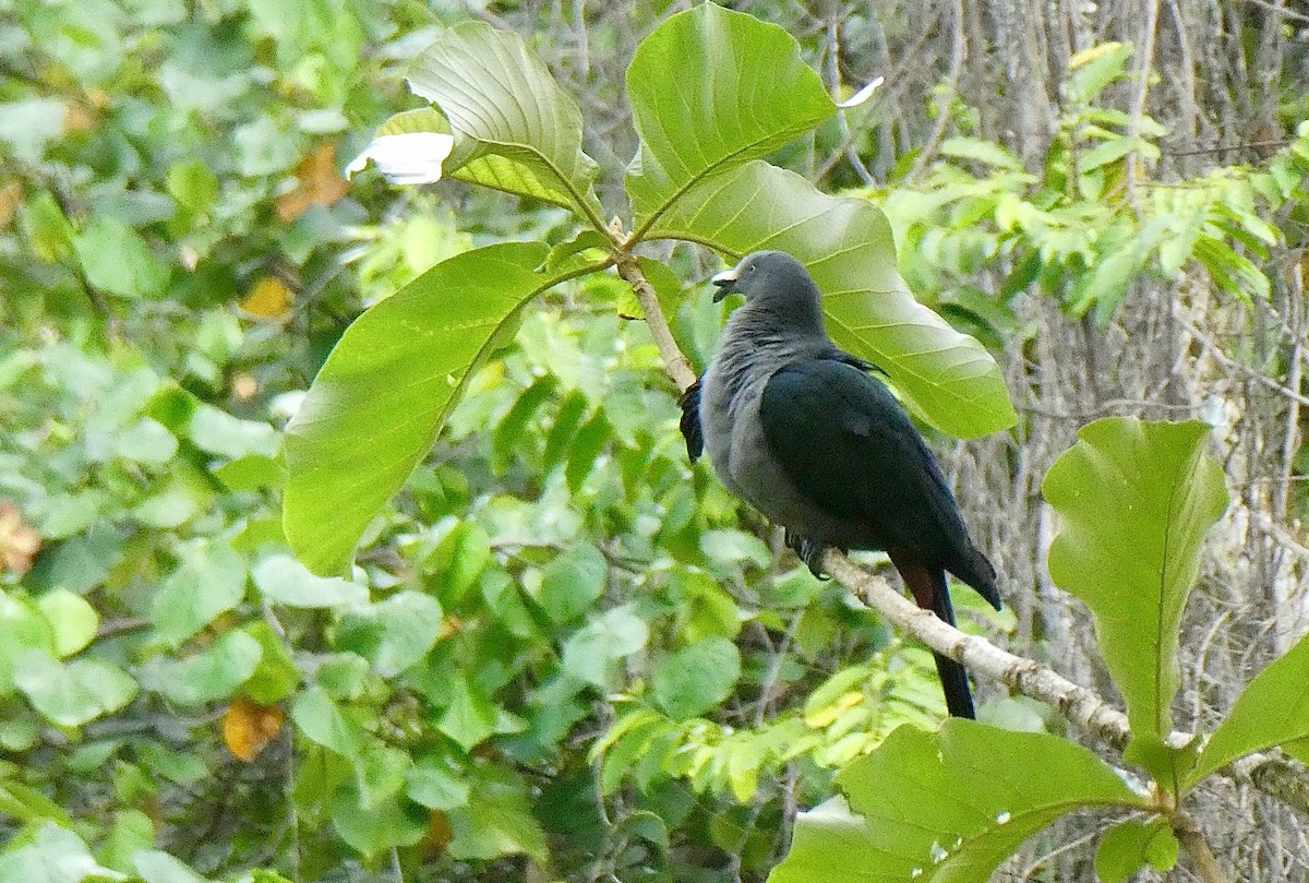 Marquesas Imperial-Pigeon - ML506280471