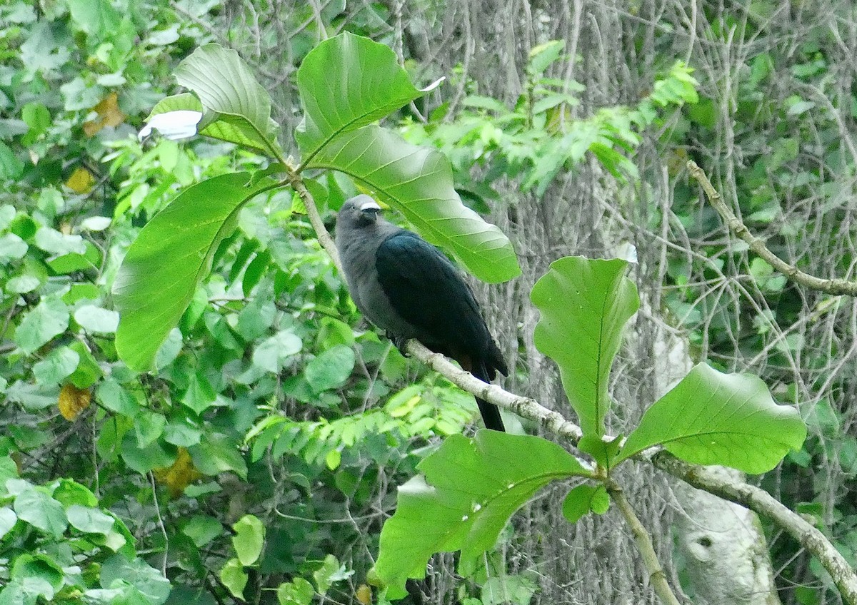 Marquesas Imperial-Pigeon - ML506282911