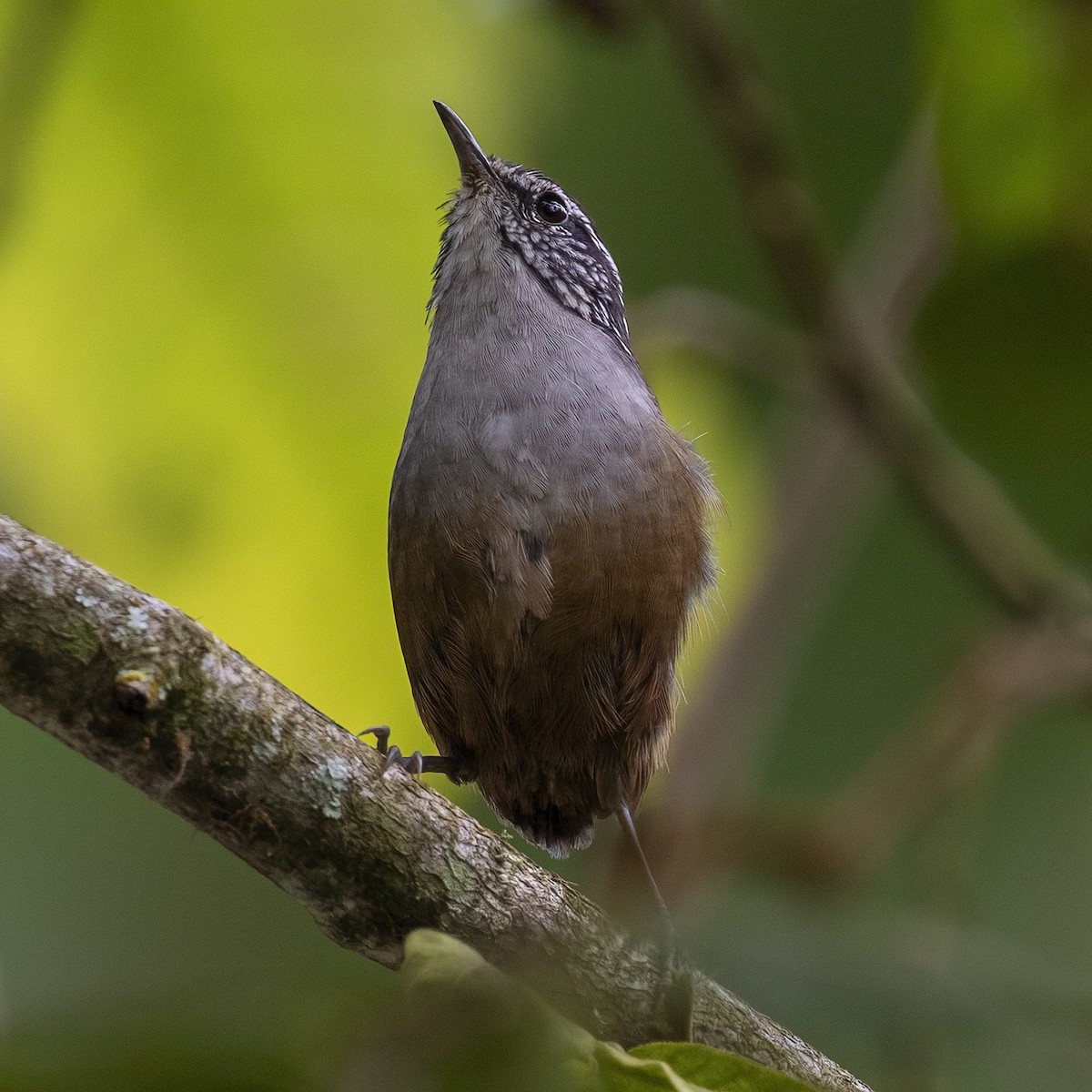 Gray-breasted Wood-Wren (Central American) - ML506283301