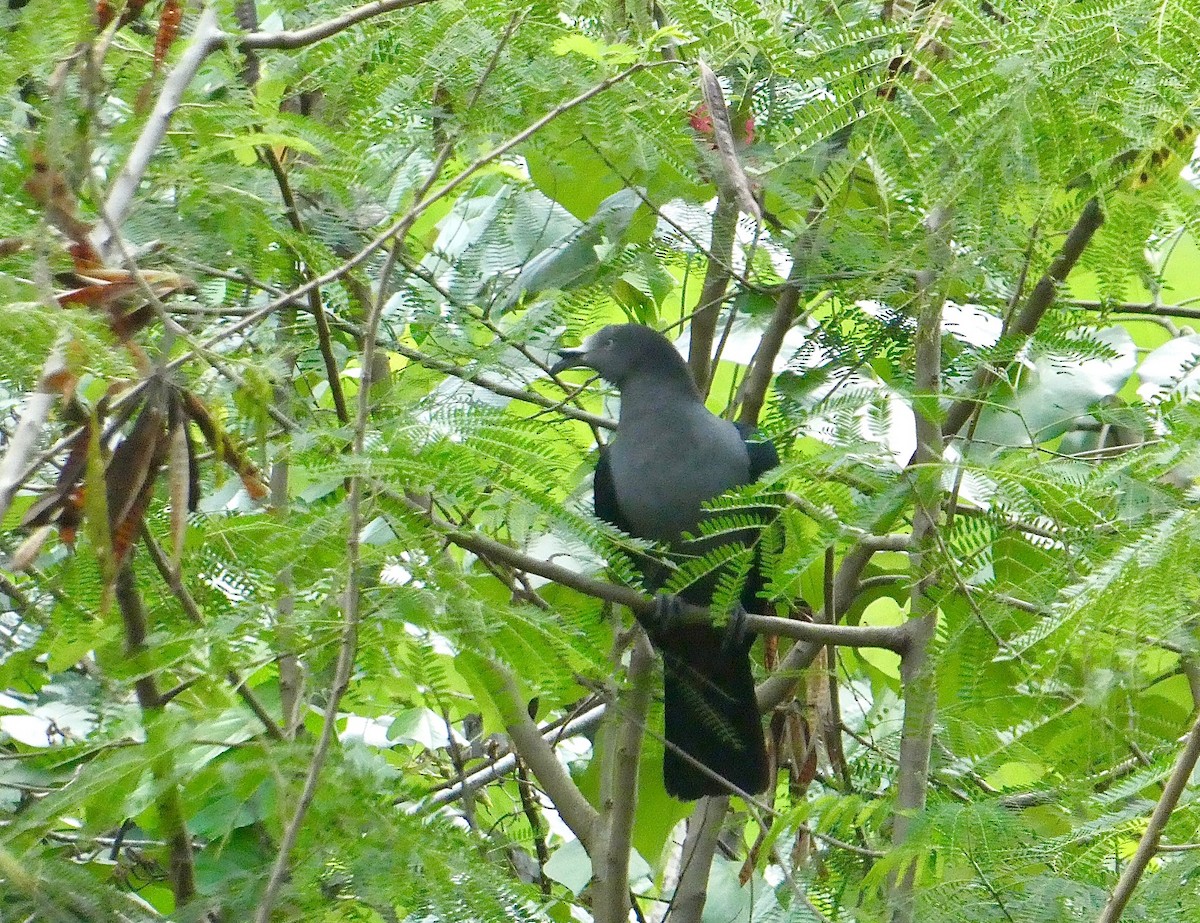 Marquesas Imperial-Pigeon - ML506283371