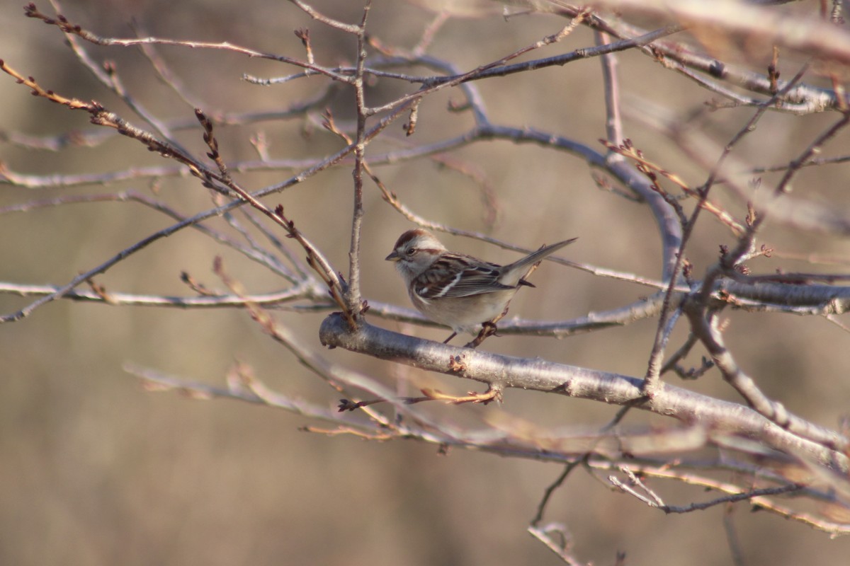 American Tree Sparrow - ML506284411