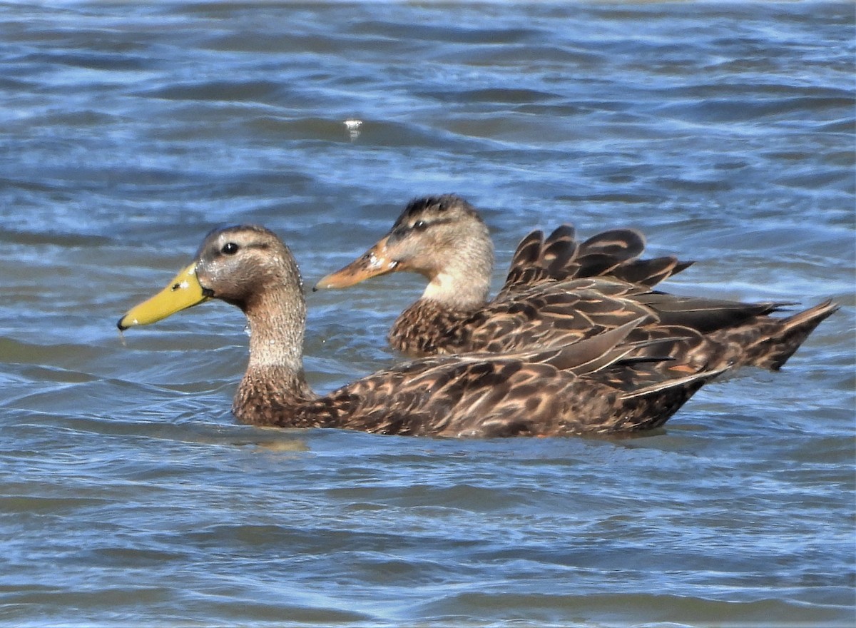 Mottled Duck - Pair of Wing-Nuts