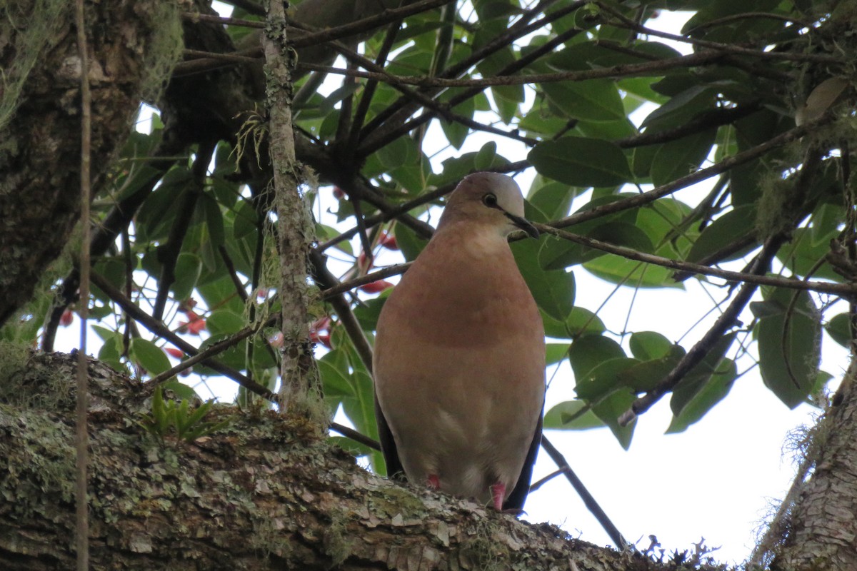 Gray-fronted Dove - Juan Stirling