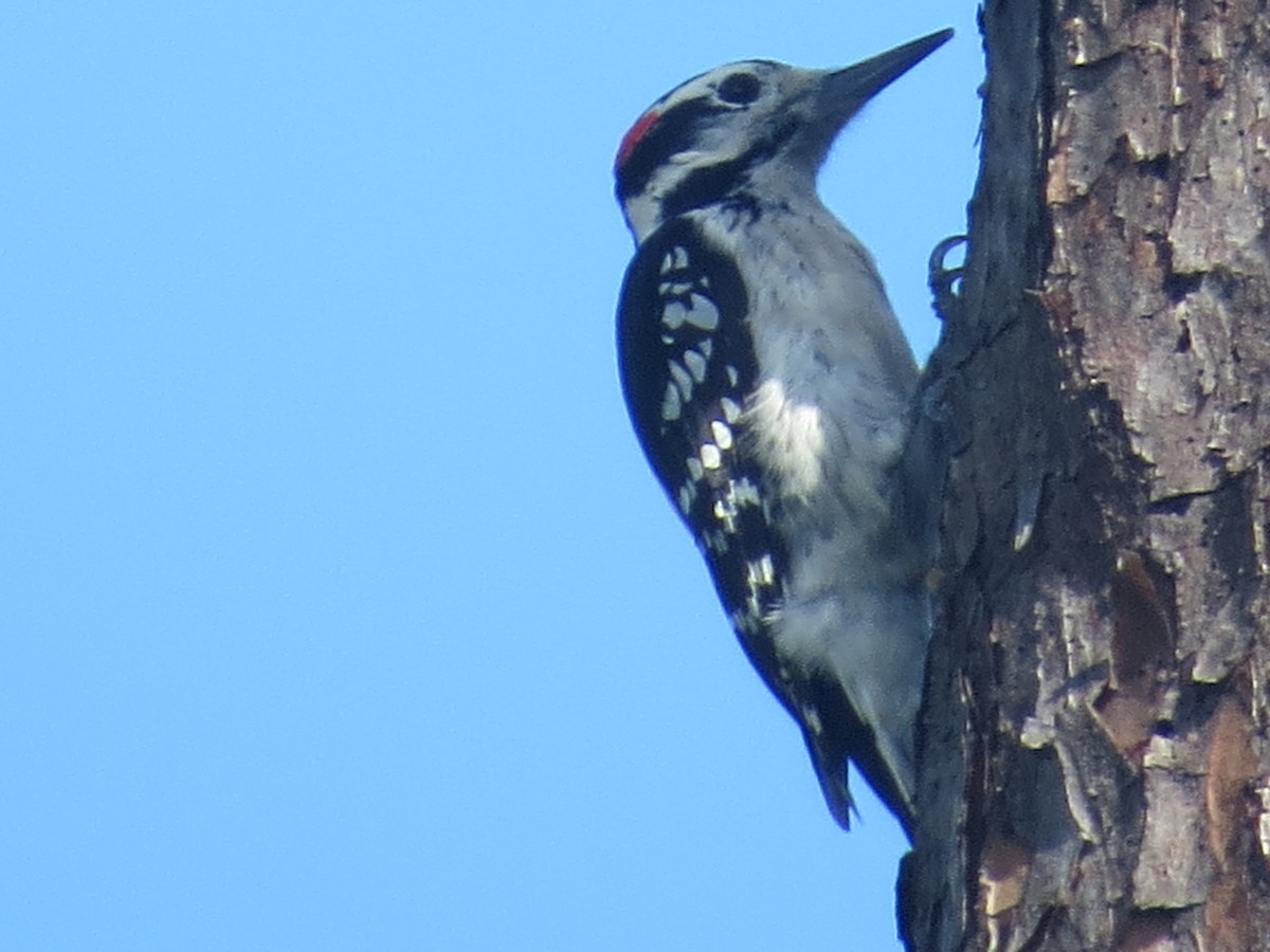 Hairy Woodpecker - birdclub newprovidence