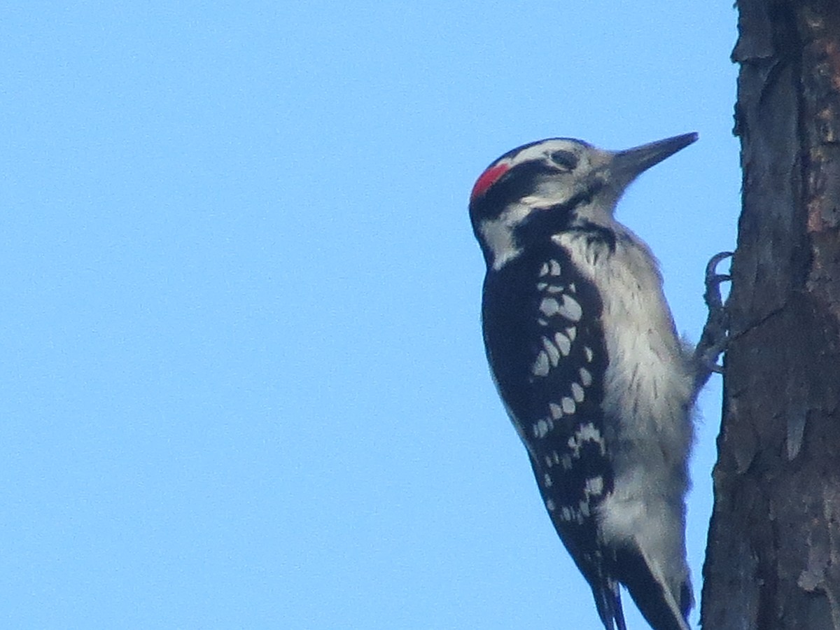 Hairy Woodpecker - birdclub newprovidence