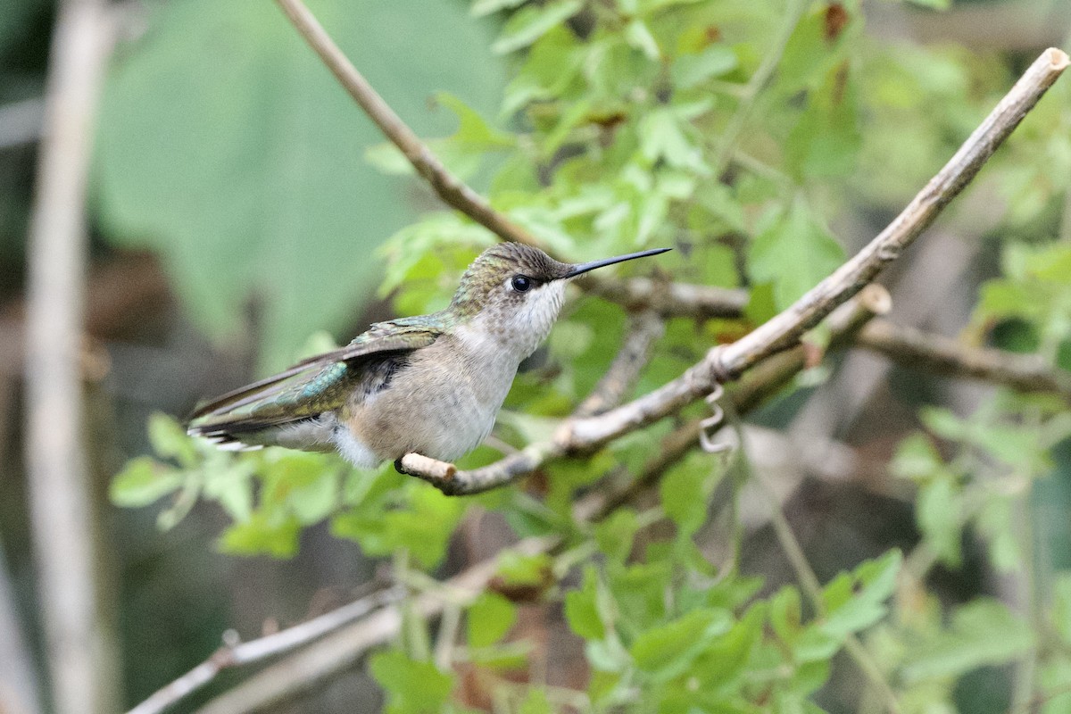 Ruby-throated Hummingbird - Myron Peterson