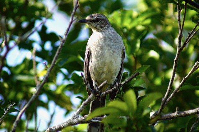 Bahama Mockingbird - birdclub newprovidence
