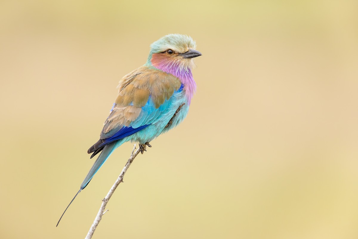 Lilac-breasted Roller - ML506306331