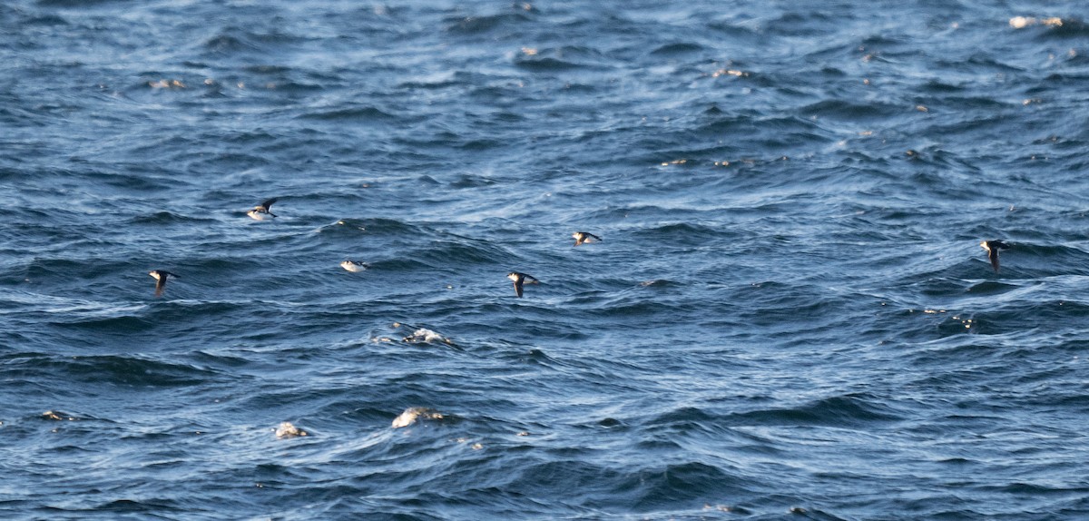 eBird Checklist 22 Nov 2022 Inland of Isles of Shoals on Fishing