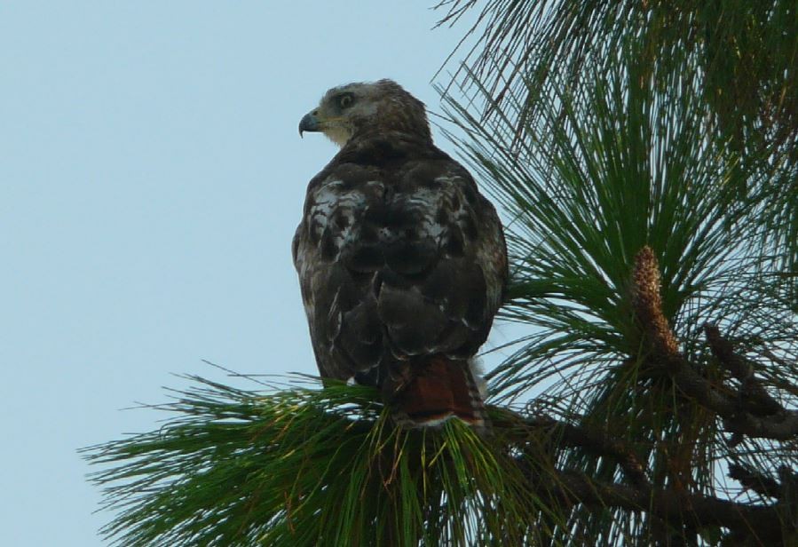 Red-tailed Hawk (umbrinus) - Bill Pranty