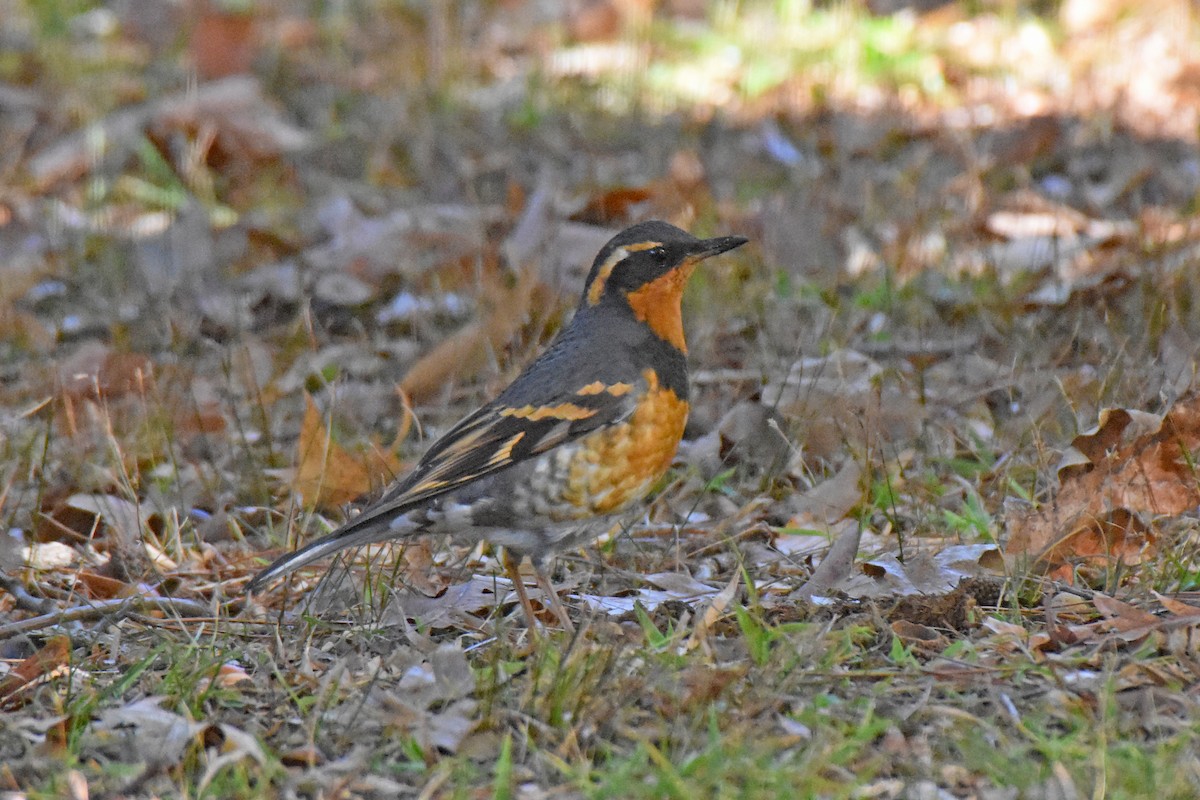eBird Checklist - 22 Nov 2022 - stakeout Varied Thrush, Funnell Street