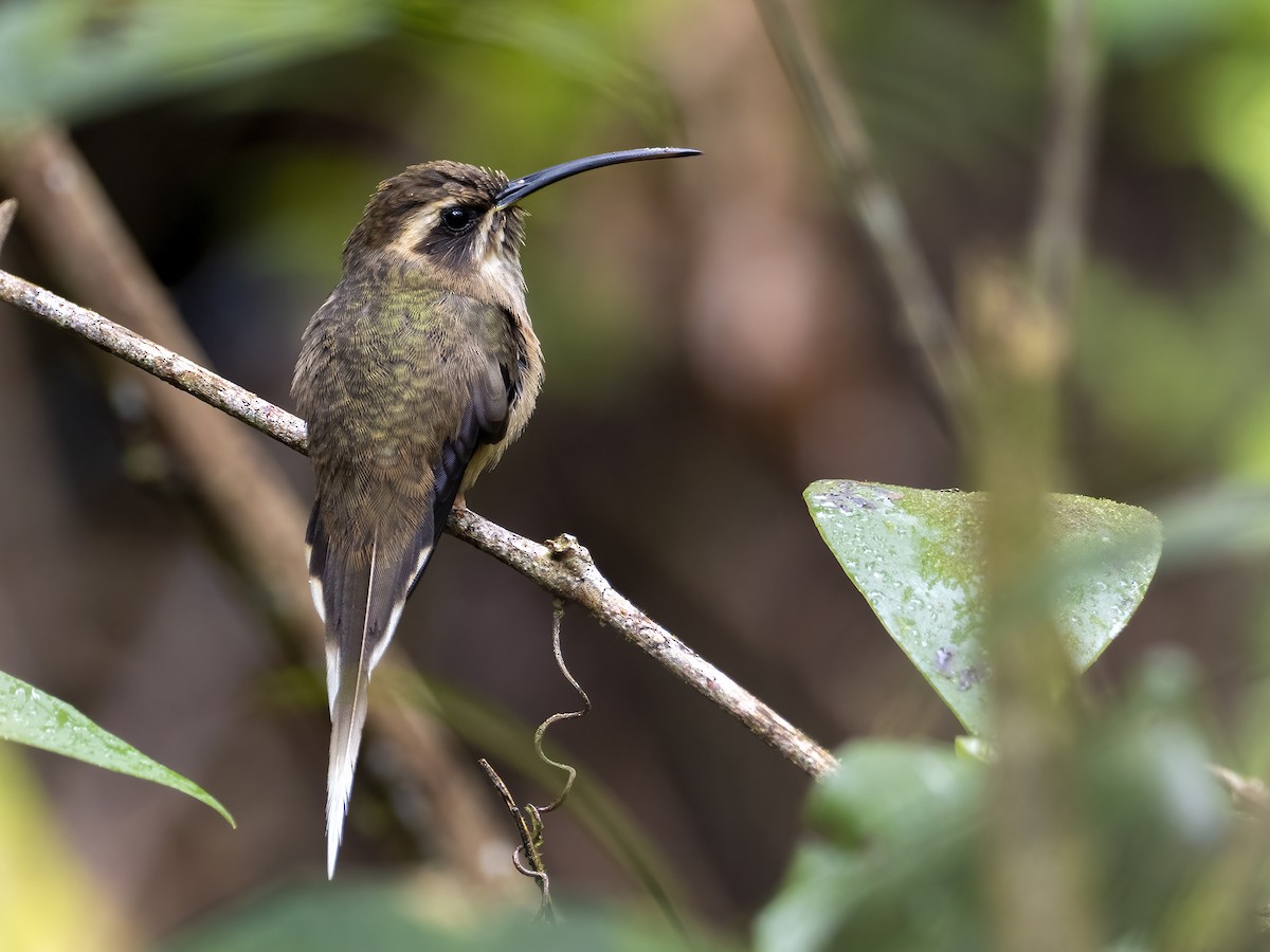 kolibřík temnohrdlý - ML506309101