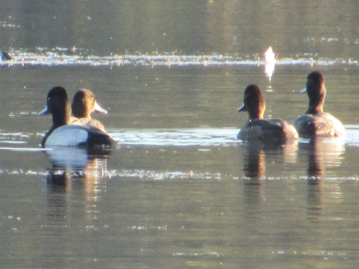 eBird Checklist - 22 Nov 2022 - Pleasure Acres Lake (Pleasant Acres ...