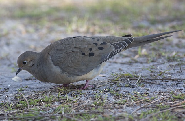 Mourning Dove - Martin Wall