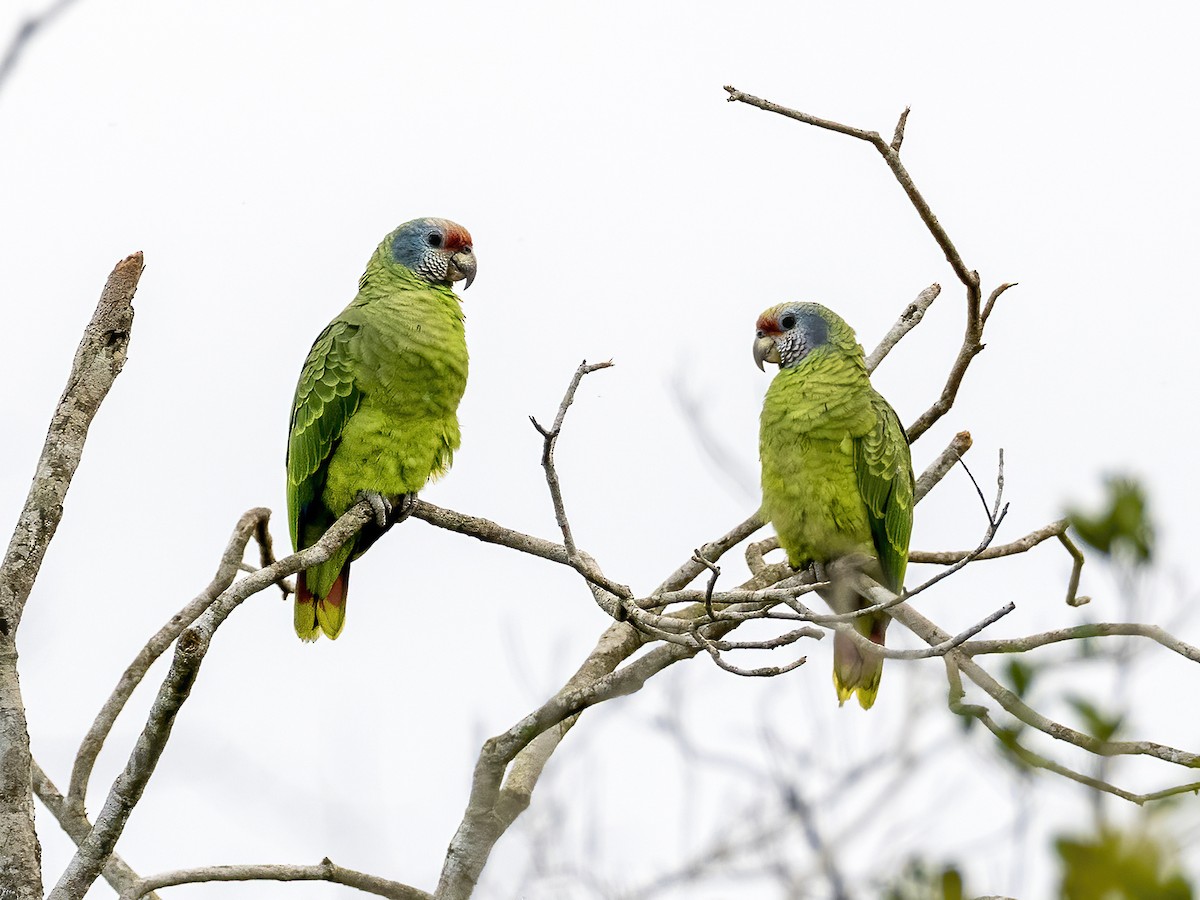 Red-tailed Parrot - ML506312701