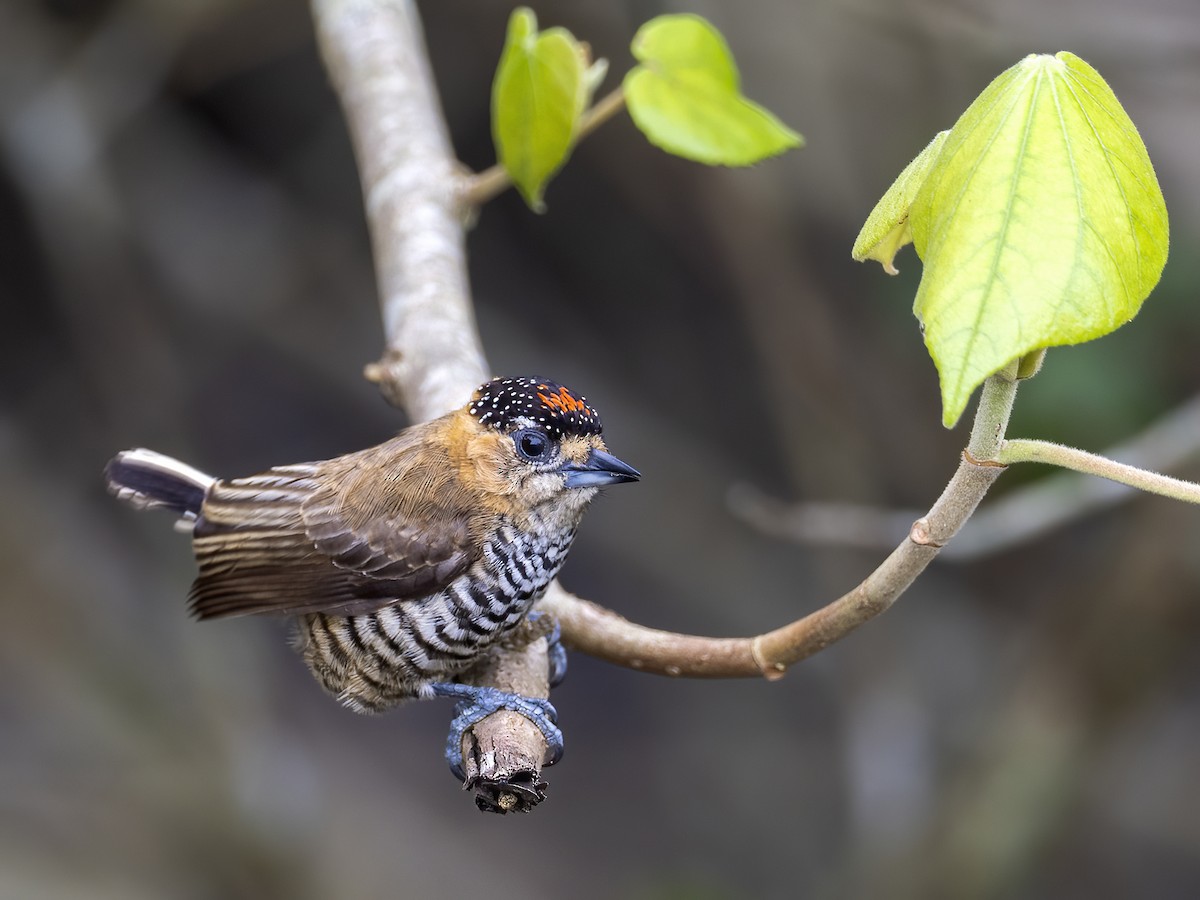 Ochre-collared Piculet - ML506312961