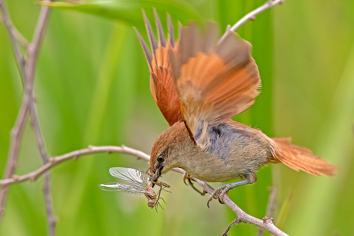 Yellow-chinned Spinetail - ML506314121