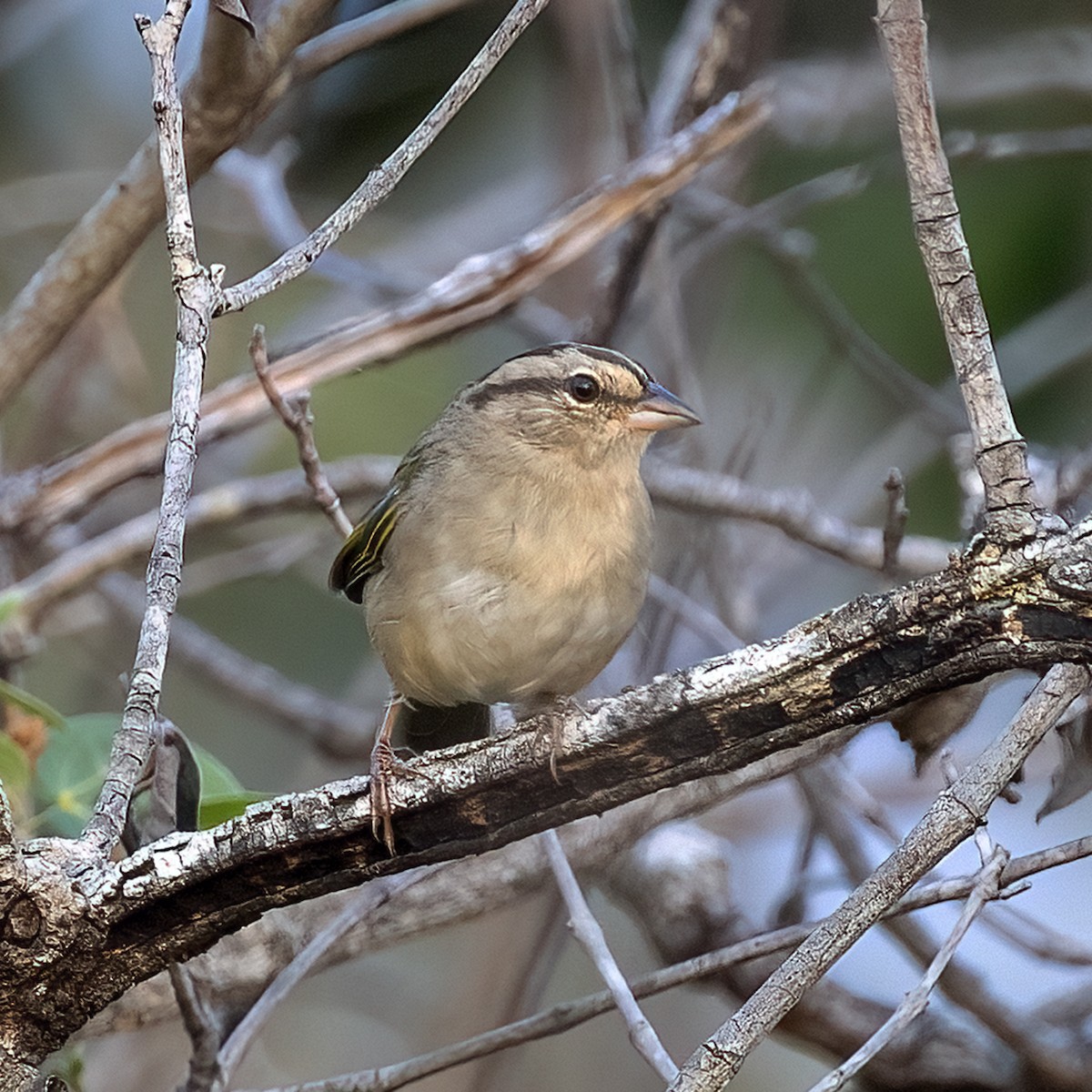 Olive Sparrow (Pacific) - ML506314701