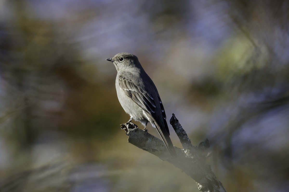 Townsend's Solitaire - ML506316411