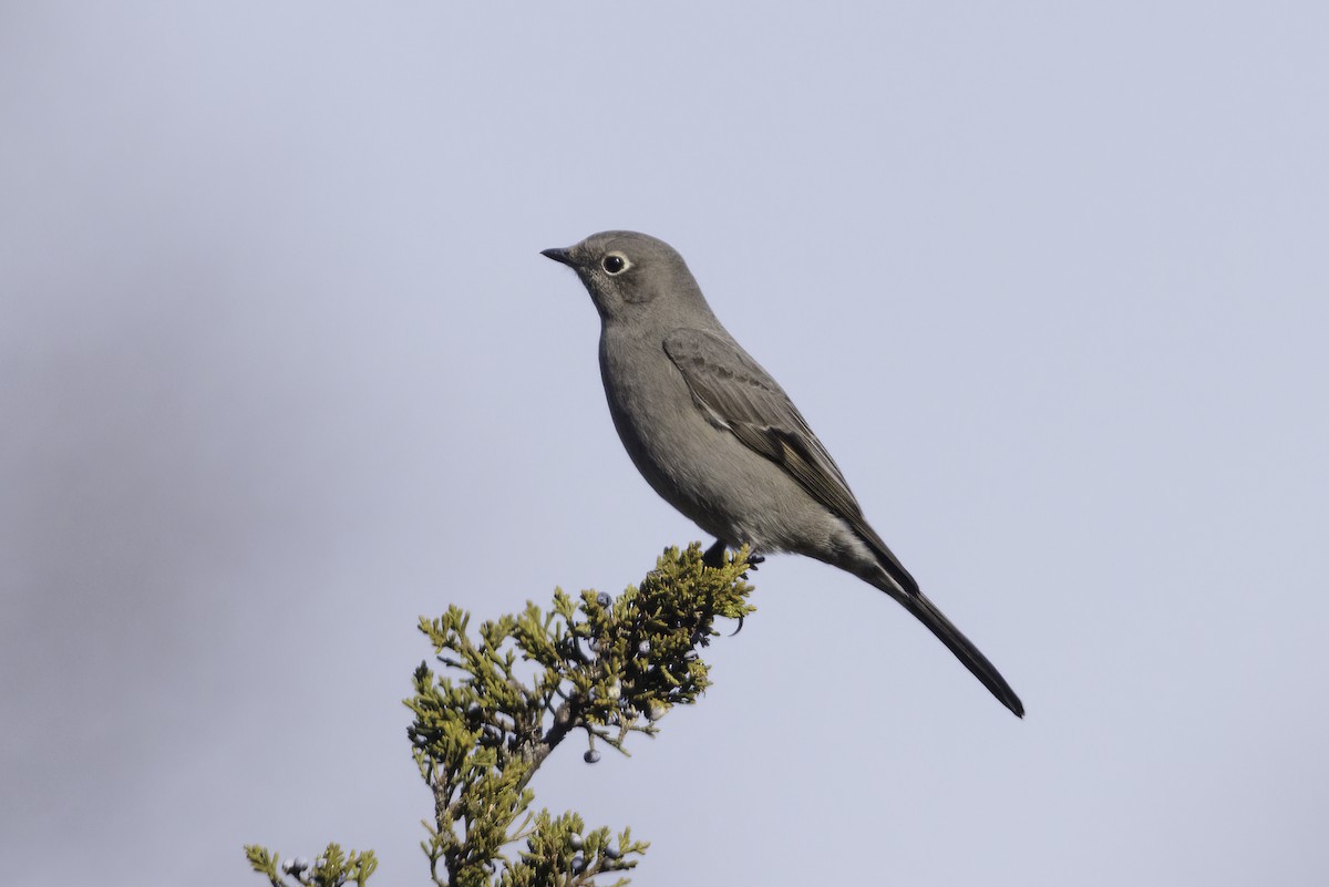 Townsend's Solitaire - ML506316431