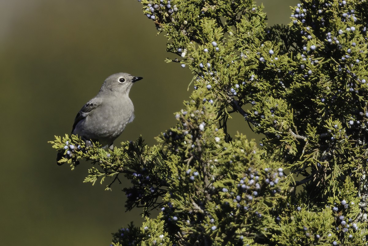 Townsend's Solitaire - ML506316441