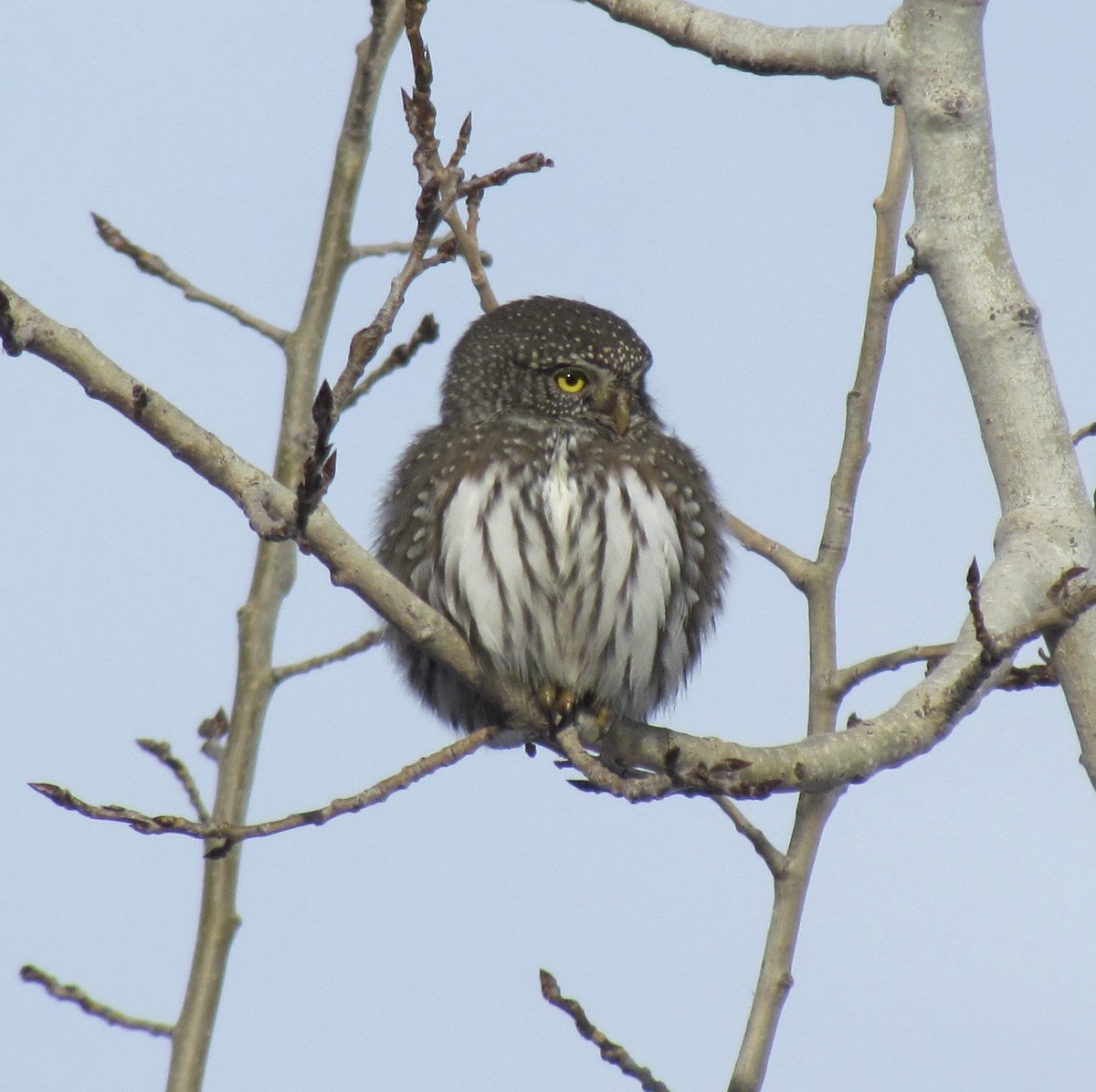 Northern Pygmy-Owl - ML506318891