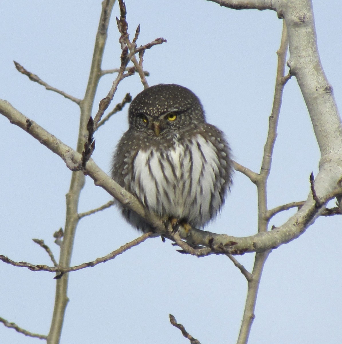 Northern Pygmy-Owl - ML506318911