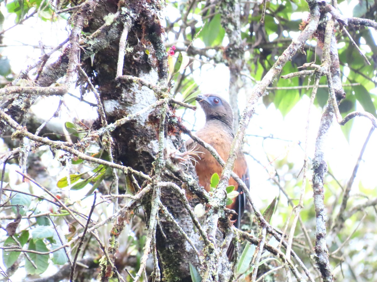 Sickle-winged Guan - ML506319291