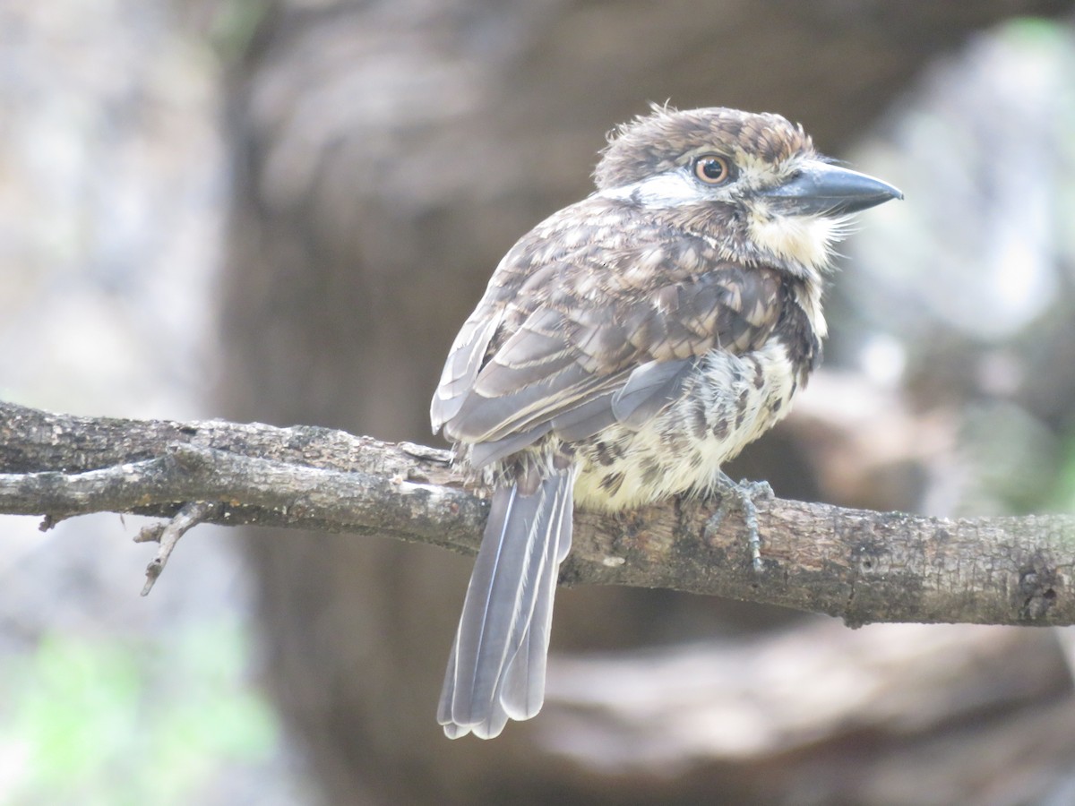 Russet-throated/Two-banded Puffbird - ML506320091