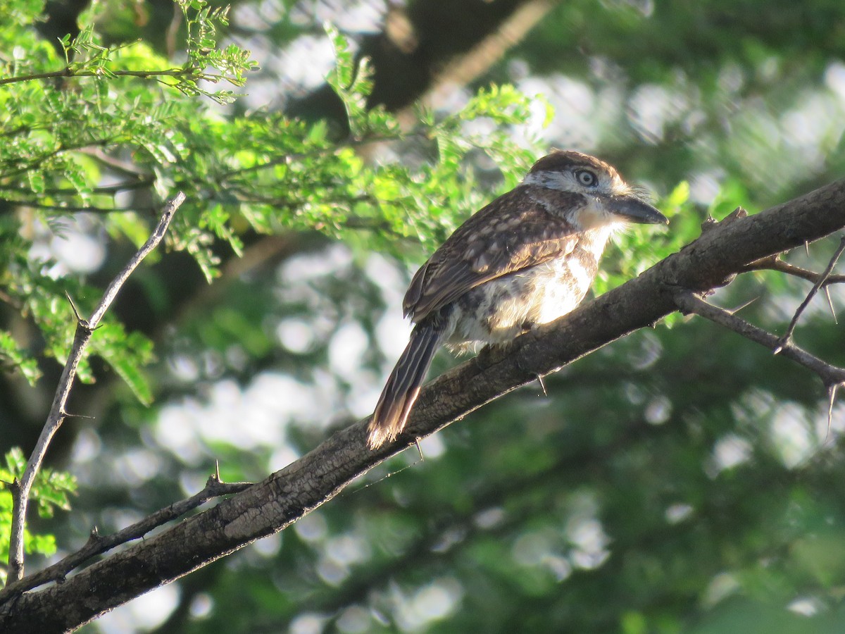 Russet-throated/Two-banded Puffbird - ML506320441