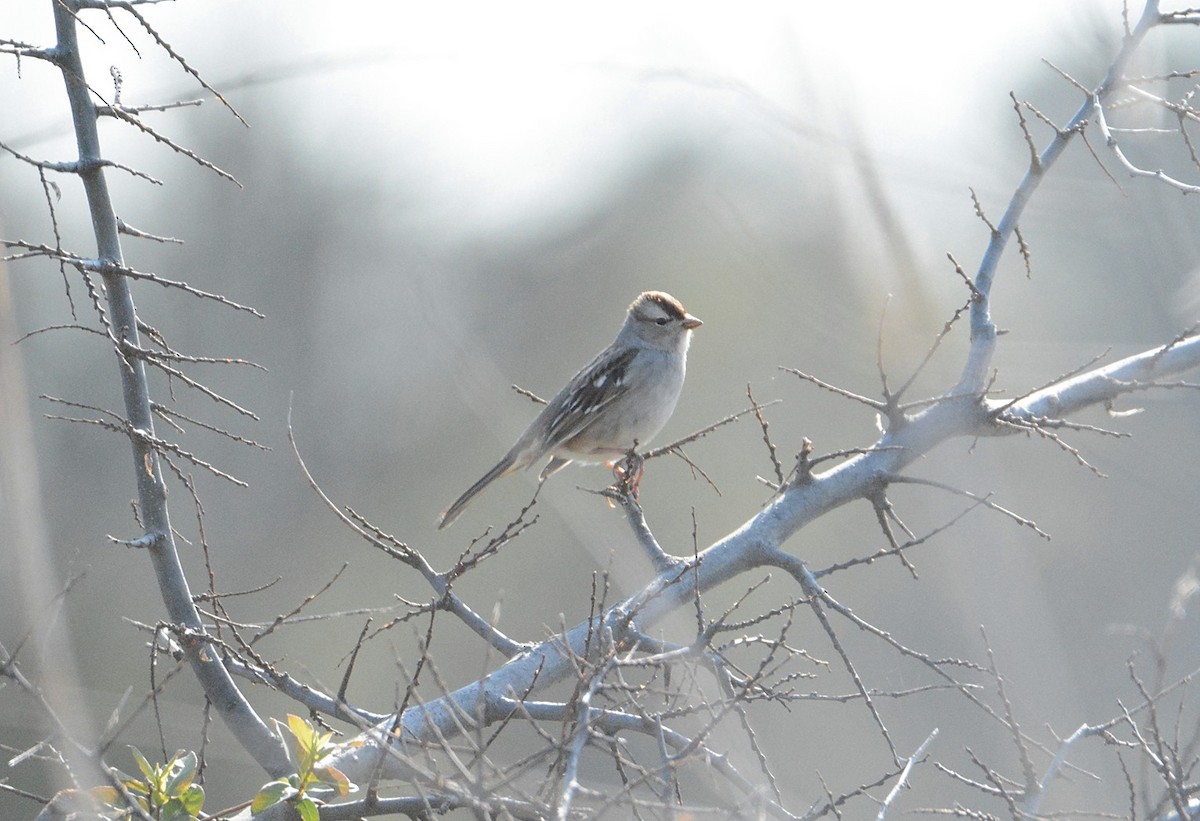 White-crowned Sparrow - ML50632271