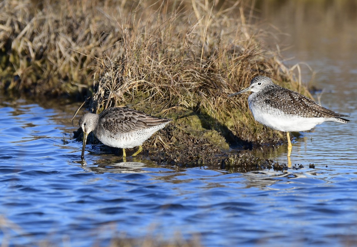 Long-billed Dowitcher - ML506330601