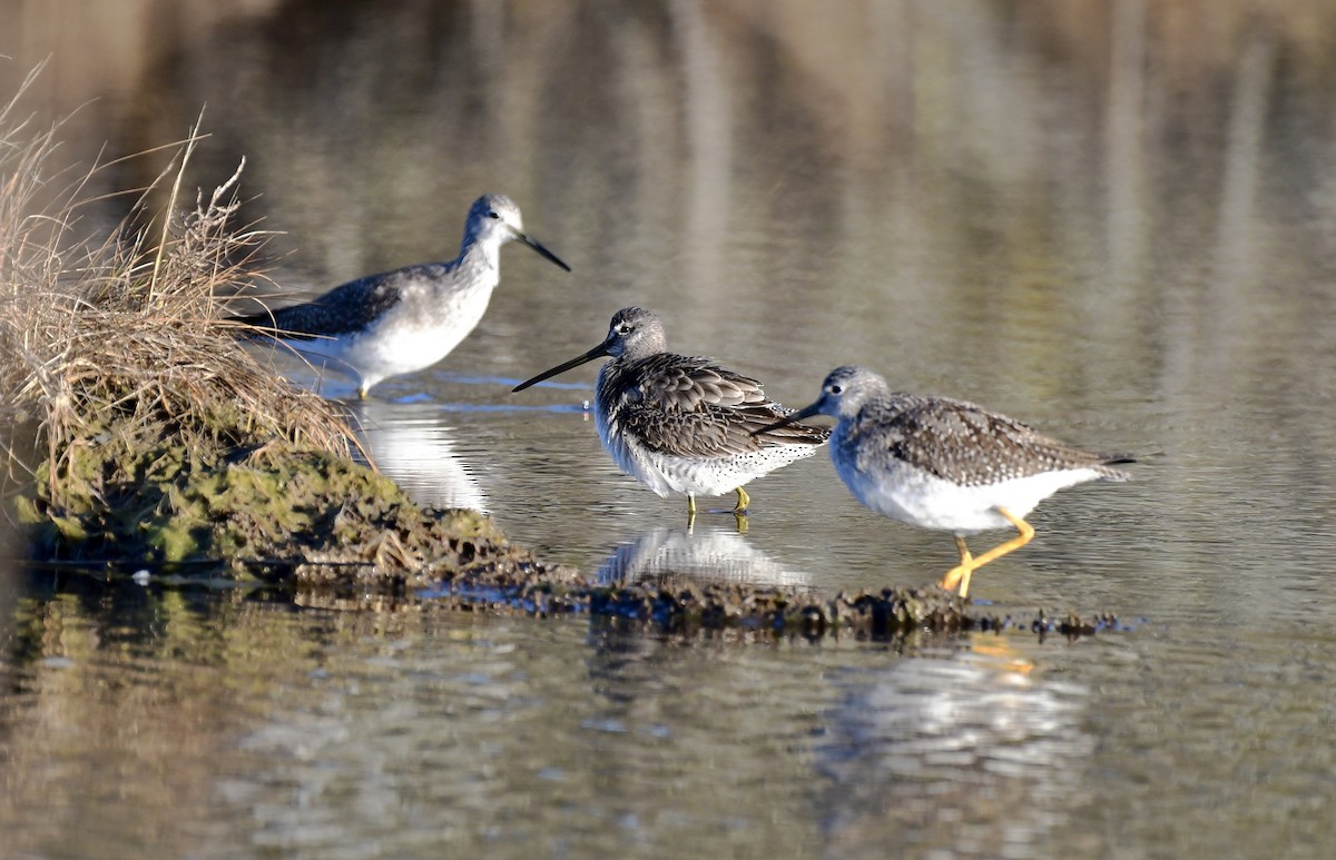 Long-billed Dowitcher - ML506330611